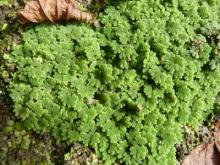 Azolla fuliculoides