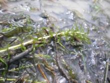 Elodea nuttalii